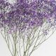 Buy Purple Baby's Breath Flowers: Colors & Care Tips | Baby Care 101: Essential Tips for Happy, Healthy Babies