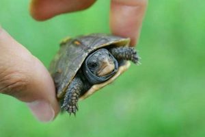 Essential Baby Box Turtle Care Guide + Tips! Baby Care 101: Essential Tips for Happy, Healthy Babies Essential Baby Box Turtle Care Guide + Tips! | Baby Care 101: Essential Tips for Happy, Healthy Babies
