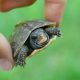Essential Baby Box Turtle Care Guide + Tips! | Baby Care 101: Essential Tips for Happy, Healthy Babies