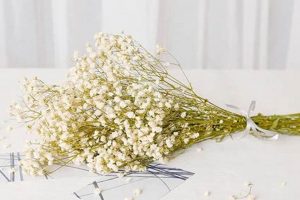 Buy Charming Baby's Breath Bundles Online - [Shop Name] | Baby Care 101: Essential Tips for Happy, Healthy Babies