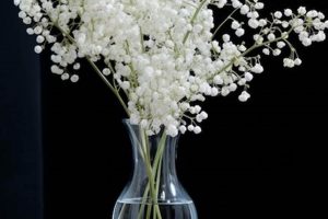 Prolong Babys Breath Vase Life: Tips & Tricks Baby Care 101: Essential Tips for Happy, Healthy Babies Prolong Babys Breath Vase Life: Tips & Tricks | Baby Care 101: Essential Tips for Happy, Healthy Babies