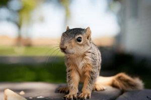 Rescuing a Baby Squirrel Called: What to Do + Care Tips Baby Care 101: Essential Tips for Happy, Healthy Babies Rescuing a Baby Squirrel Called: What to Do + Care Tips | Baby Care 101: Essential Tips for Happy, Healthy Babies
