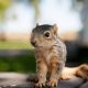 Rescuing a Baby Squirrel Called: What to Do + Care Tips | Baby Care 101: Essential Tips for Happy, Healthy Babies