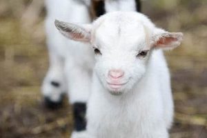 Baby Goat Force Feeding: A Gentle Guide & Tips Baby Care 101: Essential Tips for Happy, Healthy Babies Baby Goat Force Feeding: A Gentle Guide & Tips | Baby Care 101: Essential Tips for Happy, Healthy Babies