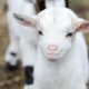 Baby Goat Force Feeding: A Gentle Guide &amp; Tips | Baby Care 101: Essential Tips for Happy, Healthy Babies