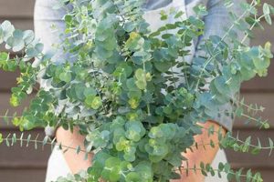 Baby Blue Bliss: Eucalyptus Bouquet Ideas & More Baby Care 101: Essential Tips for Happy, Healthy Babies Baby Blue Bliss: Eucalyptus Bouquet Ideas & More | Baby Care 101: Essential Tips for Happy, Healthy Babies
