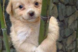Aww! Cute Baby Animal Memes: Smiles Guaranteed! Baby Care 101: Essential Tips for Happy, Healthy Babies Aww! Cute Baby Animal Memes: Smiles Guaranteed! | Baby Care 101: Essential Tips for Happy, Healthy Babies