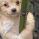 Aww! Cute Baby Animal Memes: Smiles Guaranteed! | Baby Care 101: Essential Tips for Happy, Healthy Babies