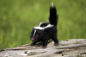 Skunk Baby Season: When DO Skunks Have Babies? Guide Baby Care 101: Essential Tips for Happy, Healthy Babies Skunk Baby Season: When DO Skunks Have Babies? Guide | Baby Care 101: Essential Tips for Happy, Healthy Babies