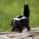 Skunk Baby Season: When DO Skunks Have Babies? Guide | Baby Care 101: Essential Tips for Happy, Healthy Babies
