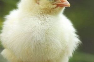 Raising a Young Baby Chick: Care Tips & More Baby Care 101: Essential Tips for Happy, Healthy Babies Raising a Young Baby Chick: Care Tips & More | Baby Care 101: Essential Tips for Happy, Healthy Babies