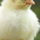 Raising a Young Baby Chick: Care Tips &amp; More | Baby Care 101: Essential Tips for Happy, Healthy Babies