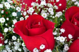 Buy Roses with Baby Breath Online: [Elegance & Charm] | Baby Care 101: Essential Tips for Happy, Healthy Babies