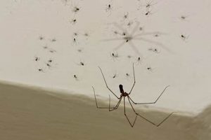 Tiny Invaders: Baby Spiders in House? Prevention Tips Baby Care 101: Essential Tips for Happy, Healthy Babies Tiny Invaders: Baby Spiders in House? Prevention Tips | Baby Care 101: Essential Tips for Happy, Healthy Babies