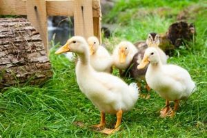 Local Baby Ducks For Sale: Find Ducklings Near Me! Baby Care 101: Essential Tips for Happy, Healthy Babies Local Baby Ducks For Sale: Find Ducklings Near Me! | Baby Care 101: Essential Tips for Happy, Healthy Babies