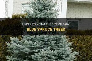 Baby Blue Spruce Height & Width: Growth Guide + Tips Baby Care 101: Essential Tips for Happy, Healthy Babies Baby Blue Spruce Height & Width: Growth Guide + Tips | Baby Care 101: Essential Tips for Happy, Healthy Babies