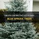 Baby Blue Spruce Height & Width: Growth Guide + Tips | Baby Care 101: Essential Tips for Happy, Healthy Babies