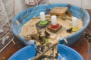 DIY Homemade Toys for Baby Chicks Guide & Fun! Baby Care 101: Essential Tips for Happy, Healthy Babies DIY Homemade Toys for Baby Chicks Guide & Fun! | Baby Care 101: Essential Tips for Happy, Healthy Babies
