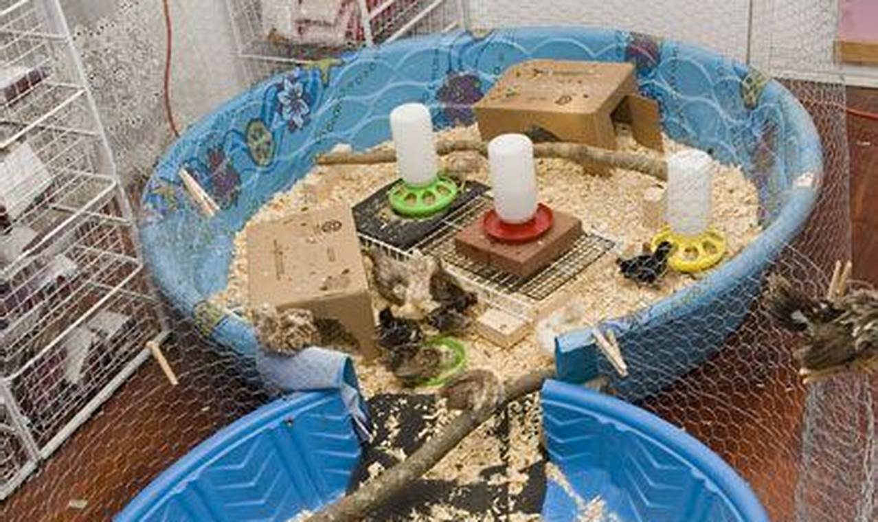 DIY Homemade Toys for Baby Chicks Guide & Fun! Baby Care 101: Essential Tips for Happy, Healthy Babies DIY Homemade Toys for Baby Chicks Guide & Fun! | Baby Care 101: Essential Tips for Happy, Healthy Babies