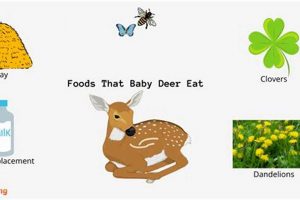 Best Baby Deer Food: Guide & Care Tips for Fawns Baby Care 101: Essential Tips for Happy, Healthy Babies Best Baby Deer Food: Guide & Care Tips for Fawns | Baby Care 101: Essential Tips for Happy, Healthy Babies
