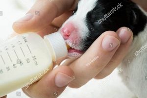 Puppy Formula Facts: Can You Give Puppies Baby Formula? Baby Care 101: Essential Tips for Happy, Healthy Babies Puppy Formula Facts: Can You Give Puppies Baby Formula? | Baby Care 101: Essential Tips for Happy, Healthy Babies