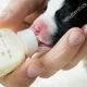 Puppy Formula Facts: Can You Give Puppies Baby Formula? | Baby Care 101: Essential Tips for Happy, Healthy Babies