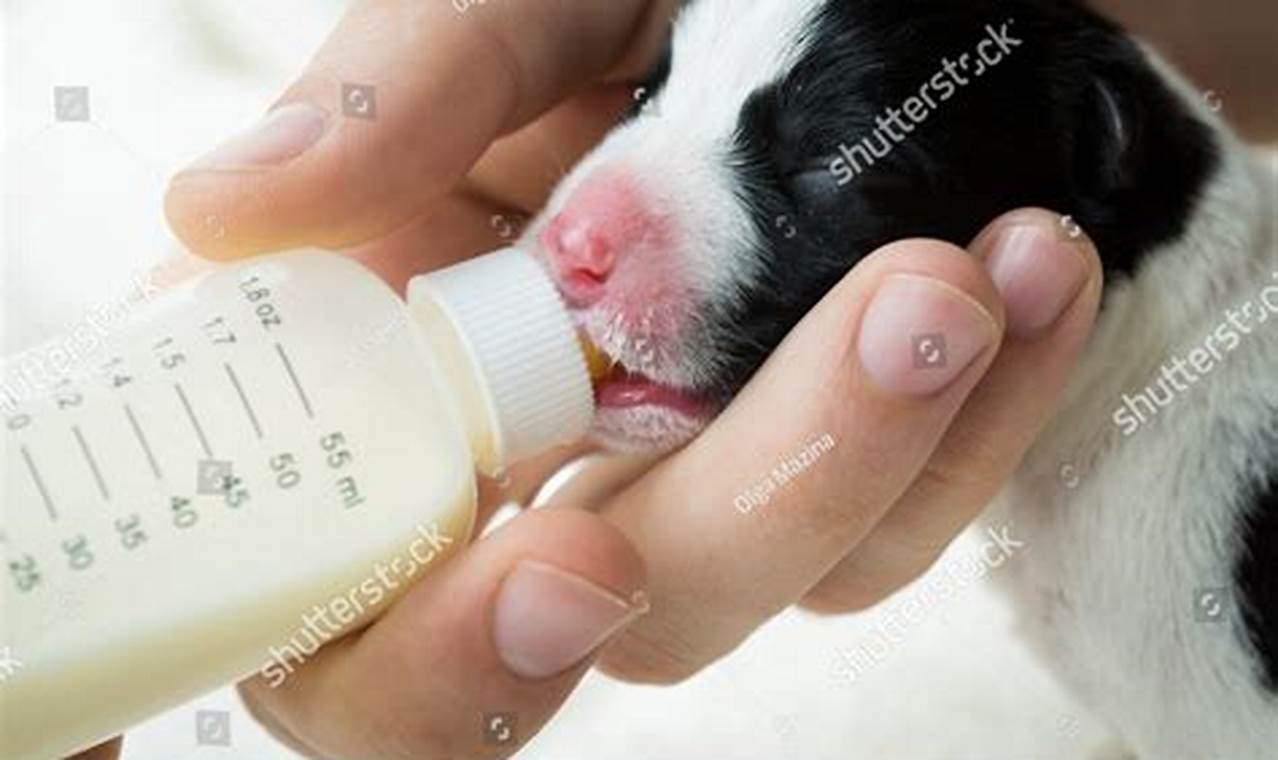 Puppy Formula Facts: Can You Give Puppies Baby Formula? Baby Care 101: Essential Tips for Happy, Healthy Babies Puppy Formula Facts: Can You Give Puppies Baby Formula? | Baby Care 101: Essential Tips for Happy, Healthy Babies