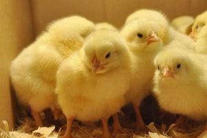Baby Chicks Cost: How Much Are They Really? Guide Baby Care 101: Essential Tips for Happy, Healthy Babies Baby Chicks Cost: How Much Are They Really? Guide | Baby Care 101: Essential Tips for Happy, Healthy Babies