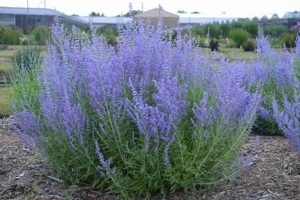 Grow Blue Jean Baby Sage: Care Tips & Benefits Baby Care 101: Essential Tips for Happy, Healthy Babies Grow Blue Jean Baby Sage: Care Tips & Benefits | Baby Care 101: Essential Tips for Happy, Healthy Babies