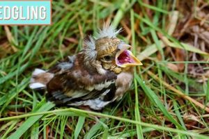 Baby Bird Survival: How Long Can Baby Birds Go Without Food? Help Tips Baby Care 101: Essential Tips for Happy, Healthy Babies Baby Bird Survival: How Long Can Baby Birds Go Without Food? Help Tips | Baby Care 101: Essential Tips for Happy, Healthy Babies