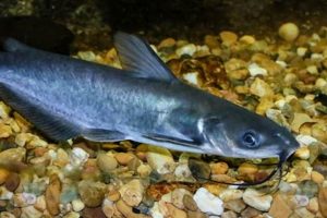 Little Blue Catfish: A Guide to Baby Blues! Baby Care 101: Essential Tips for Happy, Healthy Babies Little Blue Catfish: A Guide to Baby Blues! | Baby Care 101: Essential Tips for Happy, Healthy Babies