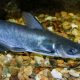 Little Blue Catfish: A Guide to Baby Blues! | Baby Care 101: Essential Tips for Happy, Healthy Babies