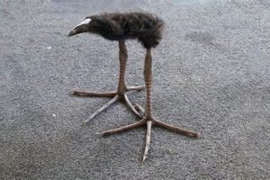 Cute Baby Pukeko Meme: The Funniest Bird Babies! Baby Care 101: Essential Tips for Happy, Healthy Babies Cute Baby Pukeko Meme: The Funniest Bird Babies! | Baby Care 101: Essential Tips for Happy, Healthy Babies