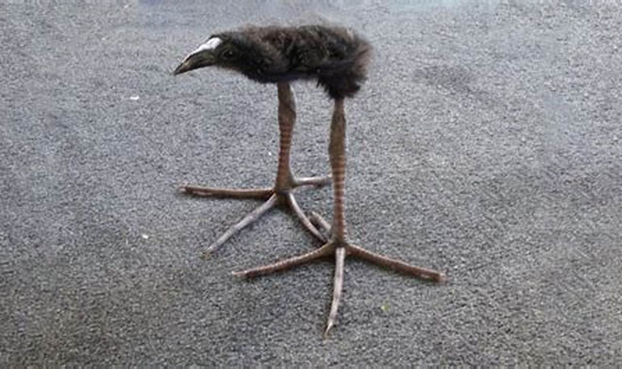 Cute Baby Pukeko Meme: The Funniest Bird Babies! Baby Care 101: Essential Tips for Happy, Healthy Babies Cute Baby Pukeko Meme: The Funniest Bird Babies! | Baby Care 101: Essential Tips for Happy, Healthy Babies