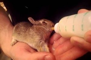 Baby Bunny Diet: What to Feed a Baby Bunny (Tips & Guide) Baby Care 101: Essential Tips for Happy, Healthy Babies Baby Bunny Diet: What to Feed a Baby Bunny (Tips & Guide) | Baby Care 101: Essential Tips for Happy, Healthy Babies