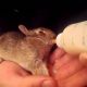 Baby Bunny Diet: What to Feed a Baby Bunny (Tips & Guide) | Baby Care 101: Essential Tips for Happy, Healthy Babies
