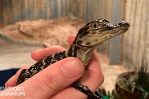 Buy a Tiny Dino: Baby Alligator For Sale Info Baby Care 101: Essential Tips for Happy, Healthy Babies Buy a Tiny Dino: Baby Alligator For Sale Info | Baby Care 101: Essential Tips for Happy, Healthy Babies