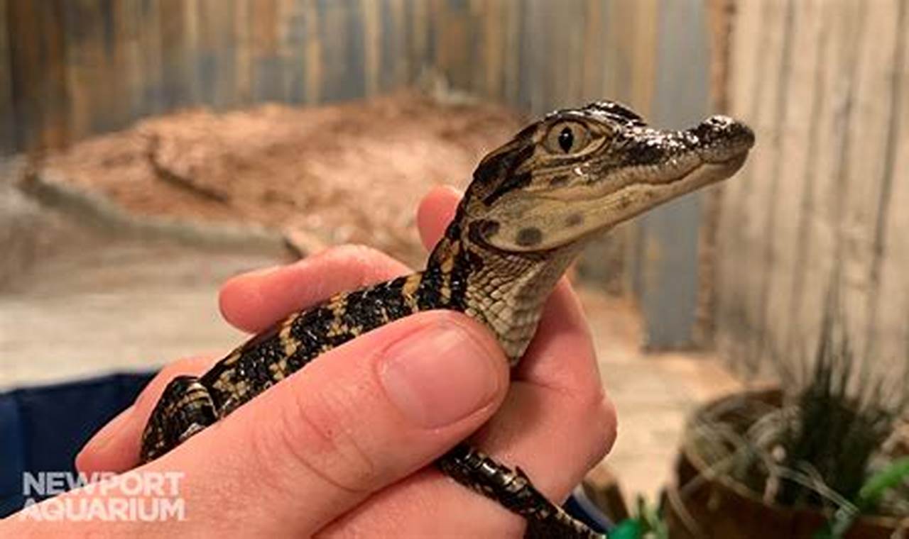 Buy a Tiny Dino: Baby Alligator For Sale Info Baby Care 101: Essential Tips for Happy, Healthy Babies Buy a Tiny Dino: Baby Alligator For Sale Info | Baby Care 101: Essential Tips for Happy, Healthy Babies