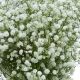 Buy Quality Baby's Breath Wholesale Online - [Shop Name] | Baby Care 101: Essential Tips for Happy, Healthy Babies