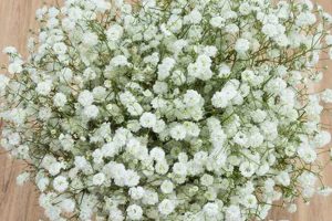 Buy Fresh Baby's Breath Bulk Online - [Shop Name] | Baby Care 101: Essential Tips for Happy, Healthy Babies