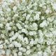 Buy Fresh Baby's Breath Bulk Online - [Shop Name] | Baby Care 101: Essential Tips for Happy, Healthy Babies