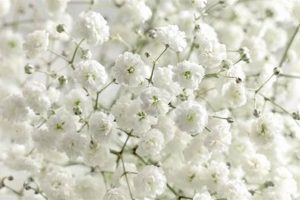 Unveiling Baby's Breath Meaning: Symbolism & Uses Baby Care 101: Essential Tips for Happy, Healthy Babies Unveiling Baby's Breath Meaning: Symbolism & Uses | Baby Care 101: Essential Tips for Happy, Healthy Babies