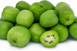 Tiny Treat: Baby Kiwi Benefits for Your Baby! Baby Care 101: Essential Tips for Happy, Healthy Babies Tiny Treat: Baby Kiwi Benefits for Your Baby! | Baby Care 101: Essential Tips for Happy, Healthy Babies