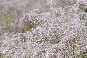 Best Places: Where to Get Baby's Breath Flower Near You! Baby Care 101: Essential Tips for Happy, Healthy Babies Best Places: Where to Get Baby's Breath Flower Near You! | Baby Care 101: Essential Tips for Happy, Healthy Babies