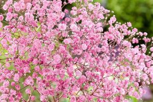 All About Pink Baby's Breath: Care & Symbolism Baby Care 101: Essential Tips for Happy, Healthy Babies All About Pink Baby's Breath: Care & Symbolism | Baby Care 101: Essential Tips for Happy, Healthy Babies