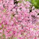 All About Pink Baby's Breath: Care &amp; Symbolism | Baby Care 101: Essential Tips for Happy, Healthy Babies