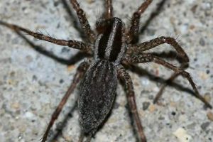 Tiny Terrors: All About Baby Wolf Spiders! Baby Care 101: Essential Tips for Happy, Healthy Babies Tiny Terrors: All About Baby Wolf Spiders! | Baby Care 101: Essential Tips for Happy, Healthy Babies