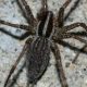 Tiny Terrors: All About Baby Wolf Spiders! | Baby Care 101: Essential Tips for Happy, Healthy Babies
