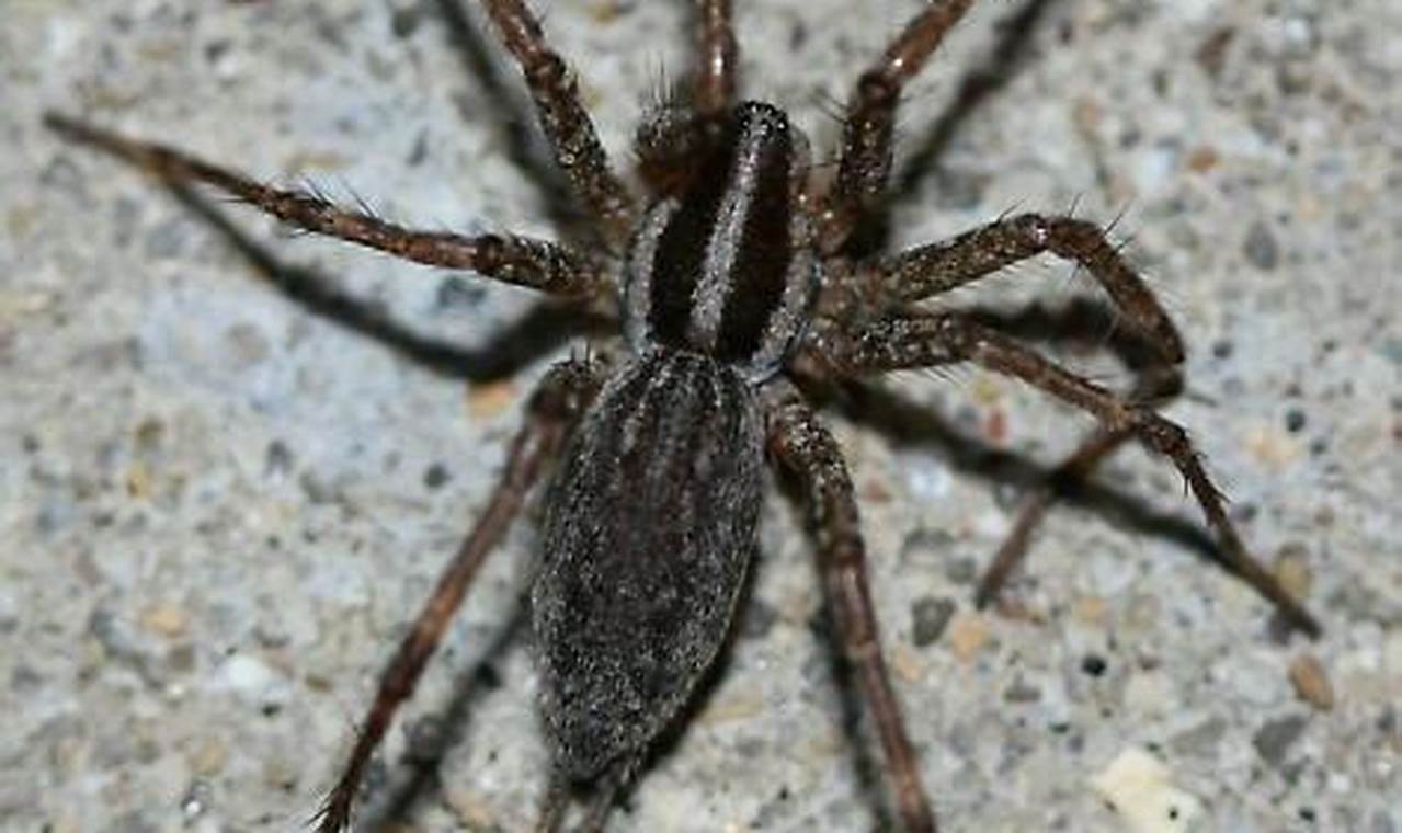 Tiny Terrors: All About Baby Wolf Spiders! Baby Care 101: Essential Tips for Happy, Healthy Babies Tiny Terrors: All About Baby Wolf Spiders! | Baby Care 101: Essential Tips for Happy, Healthy Babies