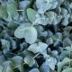 Grow Unique: Baby Blue Eucalyptus Plant Care + Uses | Baby Care 101: Essential Tips for Happy, Healthy Babies